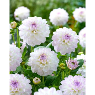 Dalia - Eveline
