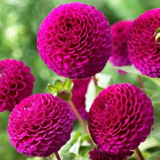 Dalia - Rocco