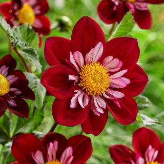 Dalia - Eefje