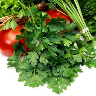 Pietruszka naciowa Nutka - gładka, bardzo aromatyczna, 2-3 zbiory w roku