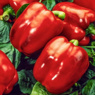 Papryka Tomelloso F1 - czerwona, pod osłony, dla wymagających