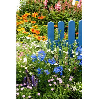 Flowers for Years - łąka kwietna długowieczna - 100 g