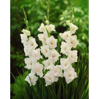 Mieczyk White Prosperity - 5 szt.