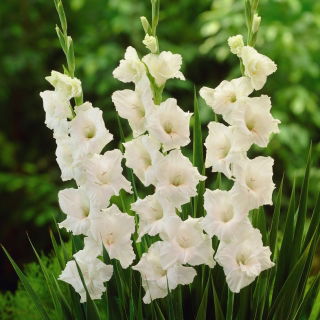 Mieczyk White Prosperity - 5 szt.