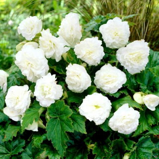 Begonia Non Stop - biała - duża paczka! - 20 szt.