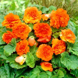 Begonia Non Stop - pomarańczowa - duża paczka! - 20 szt.