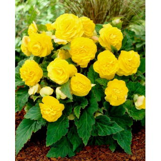 Begonia Non Stop - żółta - duża paczka! - 20 szt.