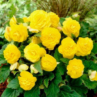 Begonia Non Stop - żółta - duża paczka! - 20 szt.
