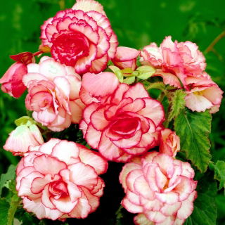 Begonia - Bouton de Rose - różowo-biała - 2 szt.