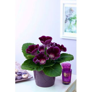 Gloksynia fioletowa - Violacea