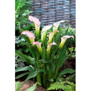 Calla Crystal Blush