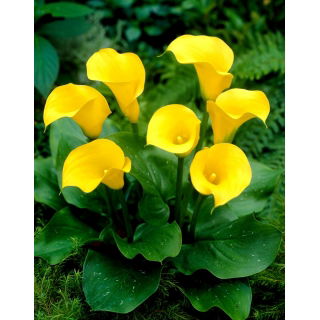Calla Florex Gold - cebulka XXL - duża paczka! - 10 szt.