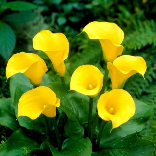 Calla Florex Gold - cebulka XXL - duża paczka! - 10 szt.