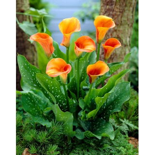 Calla Hot Shot - cebulka XXL