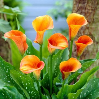 Calla Hot Shot - cebulka XXL
