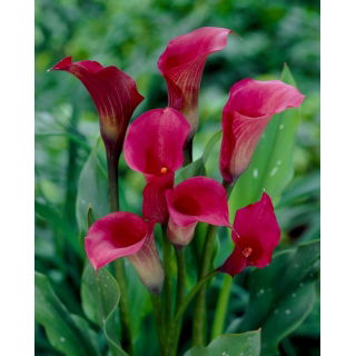 Calla ciemnoróżowa - cebulka XXL