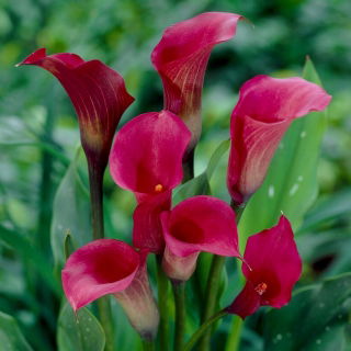 Calla ciemnoróżowa - cebulka XXL - duża paczka! - 10 szt.