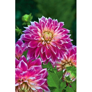Dalia - Purple Explosion - duża paczka! - 10 szt.