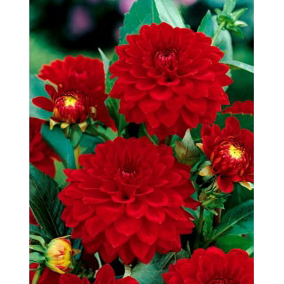 Dalia czerwona - Dahlia Red - GIGA paczka! - 50 szt.