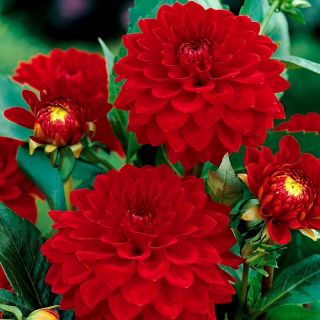 Dalia czerwona - Dahlia Red - GIGA paczka! - 50 szt.
