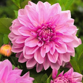 Dalia - Lavender Perfection - duża paczka! - 10 szt.
