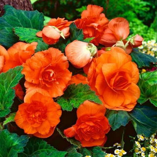 Begonia pełna - pomarańczowa - duża paczka! - 20 szt.