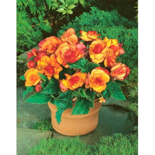 Begonia - Picotee Yellow - żółto-pomarańczowa - duża paczka! - 20 szt.