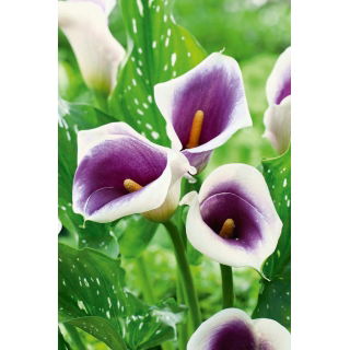 Calla fioletowo-biała - Picasso - duża paczka! - 10 szt.
