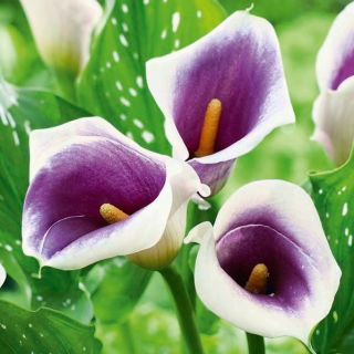 Calla fioletowo-biała - Picasso - duża paczka! - 10 szt.