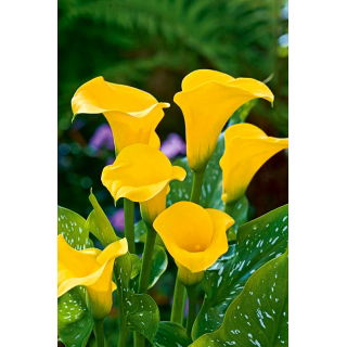 Calla żółta - Yellow - duża paczka! - 10 szt.