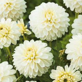 Dalia biała - Dahlia White - duża paczka! - 10 szt.