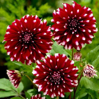 Dalia - Contraste - duża paczka! - 10 szt.