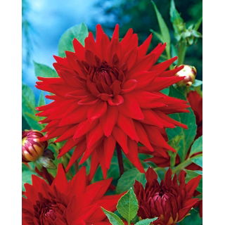 Dalia kaktusowa czerwona - Dahlia cactus Red - duża paczka! - 10 szt.