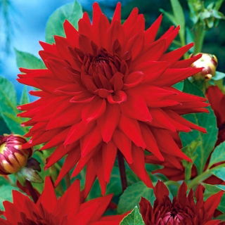 Dalia kaktusowa czerwona - Dahlia cactus Red - GIGA paczka! - 50 szt.