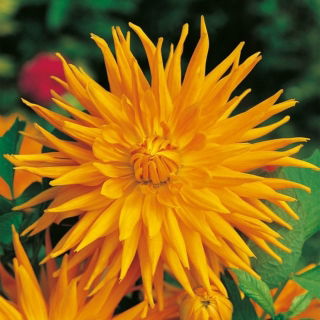 Dalia kaktusowa pomarańczowa - Dahlia cactus Orange - GIGA paczka! - 50 szt.