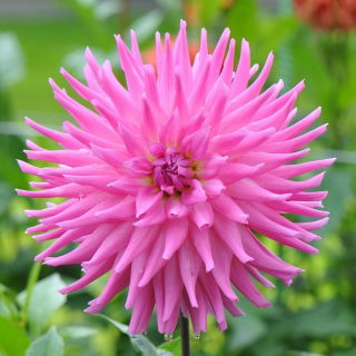 Dalia kaktusowa różowa - Dahlia cactus Pink - GIGA paczka! - 50 szt.