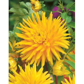 Dalia kaktusowa żółta - Dahlia cactus Yellow - GIGA paczka! - 50 szt.