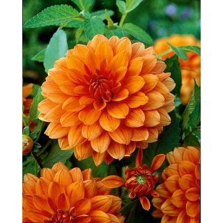 Dalia pomarańczowa - Dahlia Orange - GIGA paczka! - 50 szt.