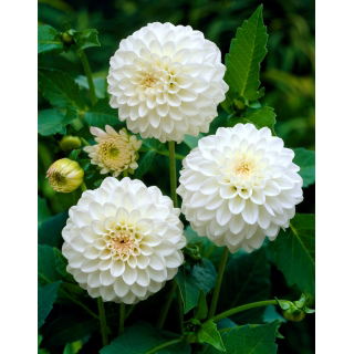 Dalia - White Aster - duża paczka! - 10 szt.