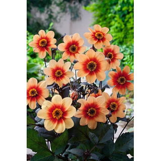 Dalia - Sunshine - duża paczka! - 10 szt.