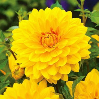 Dalia żółta - Dahlia Yellow - duża paczka! - 10 szt.