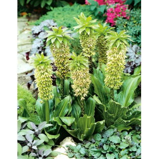Eucomis bicolor - Eukomis dwubarwny - duża paczka! - 20 szt.