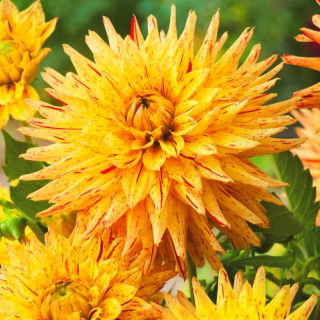 Dalia - Hy Pimento - GIGA paczka! - 50 szt.