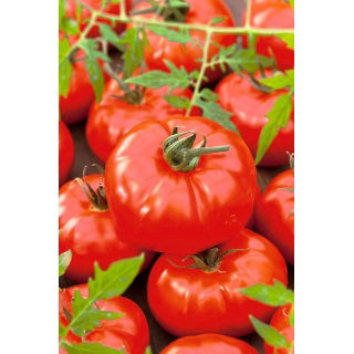 Pomidor Gigant - 10 gram