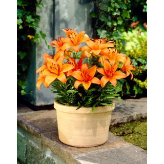 Lilia miniaturka - Orange Pixie - GIGA paczka! - 50 szt