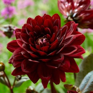 Dalia - Karma Choc - duża paczka! - 10 szt.