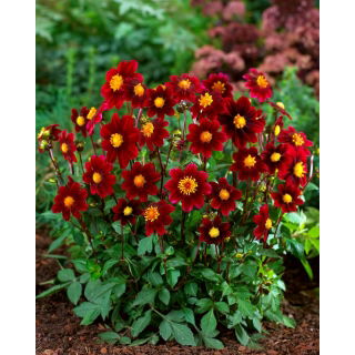 Dalia - Topmix Purple - duża paczka! - 10 szt.