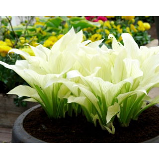 Funkia - Hosta White Feather - duża paczka! - 10 szt.