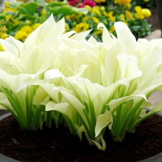 Funkia - Hosta White Feather - duża paczka! - 10 szt.