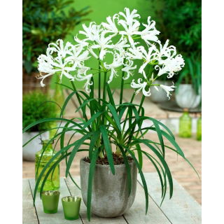 Nerine Alba - duża paczka! - 10 szt.